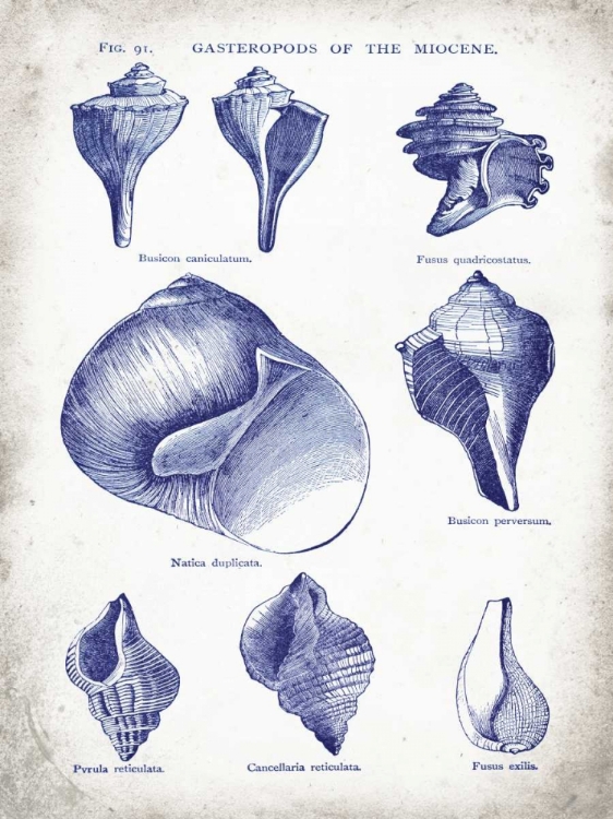 Picture of INDIGO SHELLS II