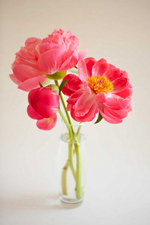 Picture of PINK PEONIES IN VASE II