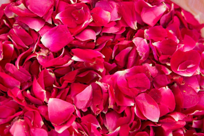 Picture of PINK PETALS IV