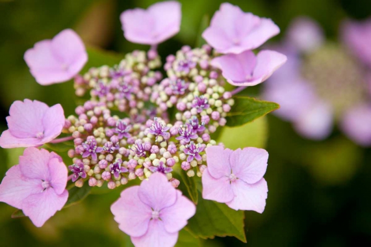 Picture of PINK BLOOM