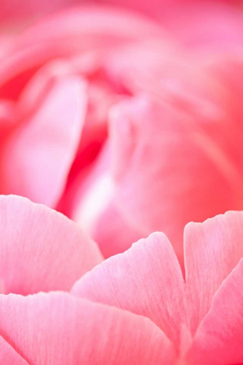 Picture of PINK PEONY I