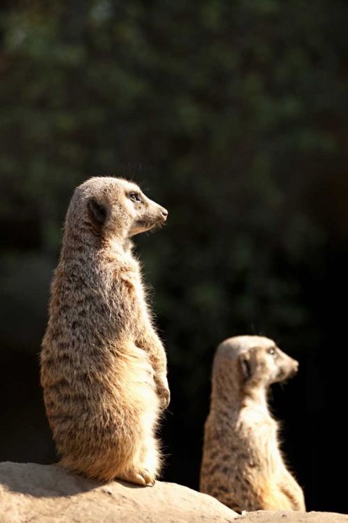 Picture of MEERKATS