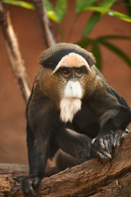 Picture of PRIMATE I