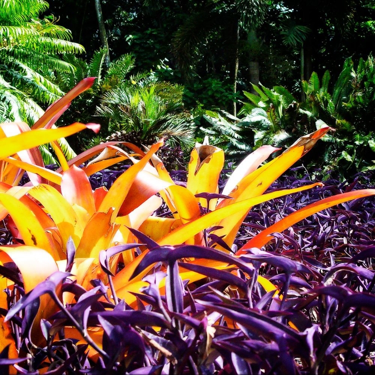 Picture of TROPICAL GARDEN II