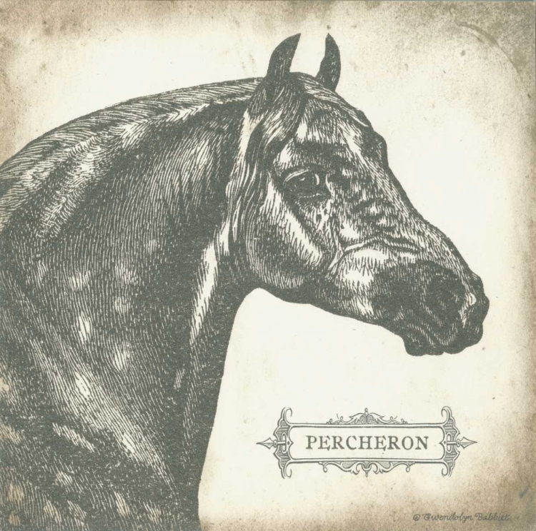 Picture of PERCHERON