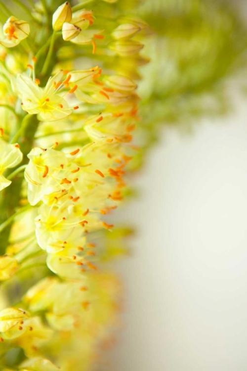 Picture of WHITE FLOWERS II