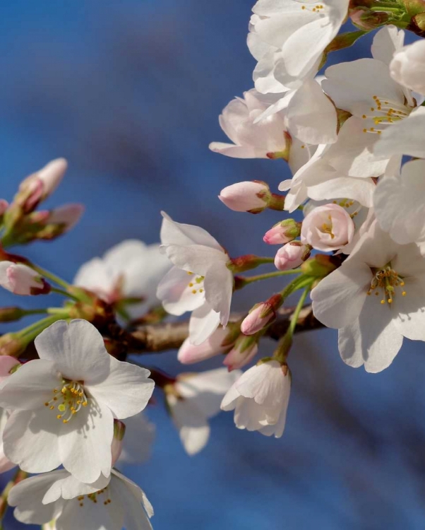 Picture of APPLE BLOSSOMS III