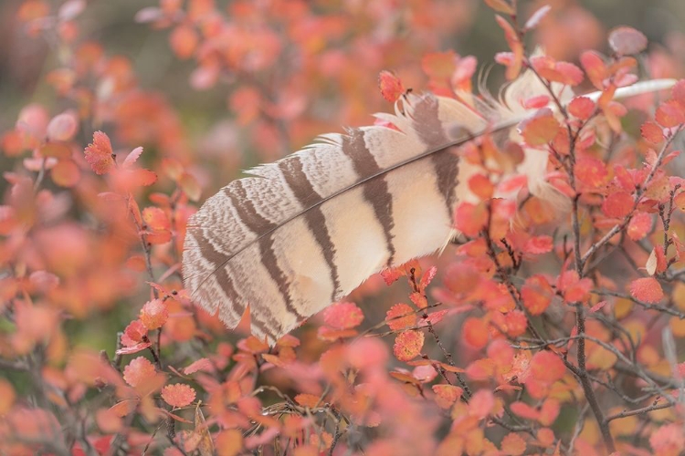 Picture of OWL FEATHER