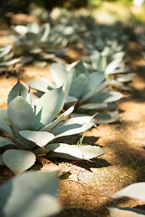 Picture of SUCCULENT GARDEN III