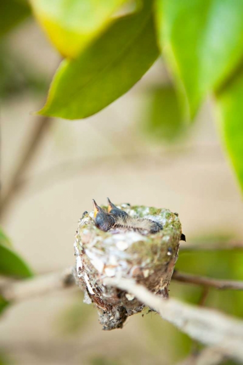 Picture of HUMMINGBIRD NEST