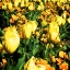 Picture of YELLOW TULIPS