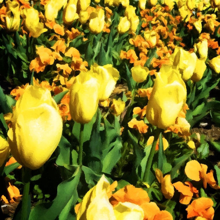 Picture of YELLOW TULIPS