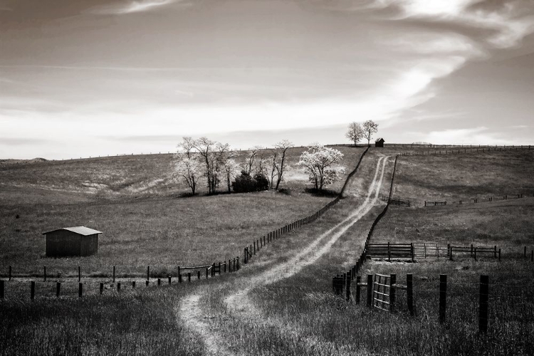 Picture of LONELY ROAD I