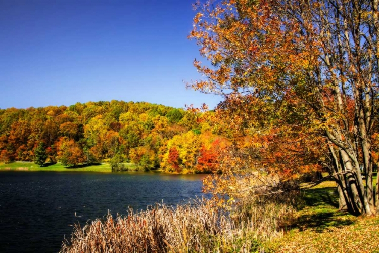 Picture of HIGHLAND AUTUMN I