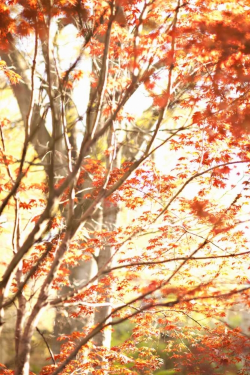 Picture of AUTUMN LEAVES