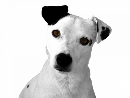 Picture of JACK RUSSELL BUDDY 2