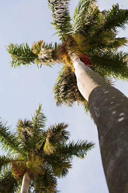 Picture of BELOW THE PALMS II