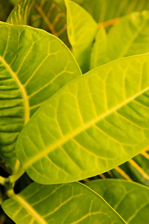 Picture of GREEN LEAVES I