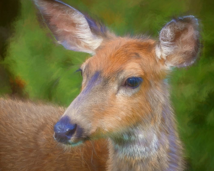 Picture of BLACKTAIL DEER II