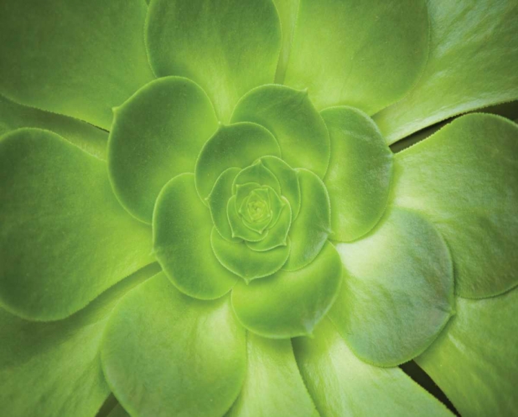 Picture of SUCCULENT I