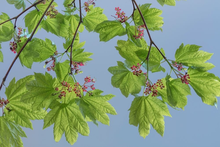 Picture of VINE MAPLE II