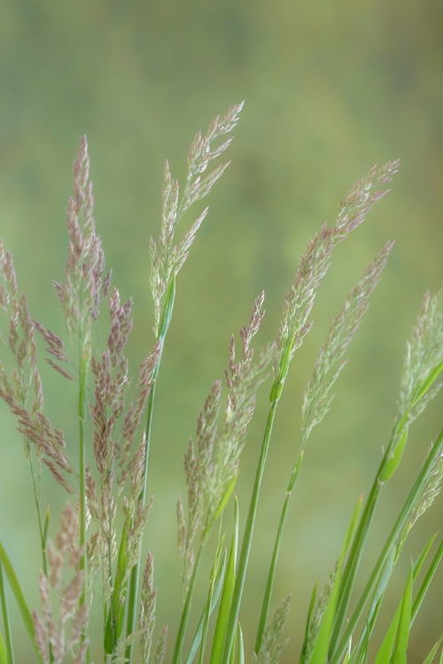 Picture of VELVET GRASS III