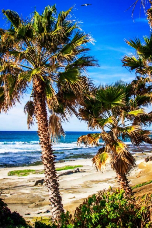 Picture of LA JOLLA PALMS II