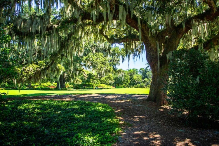 Picture of SPANISH MOSS II