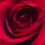 Picture of RED ROSE I