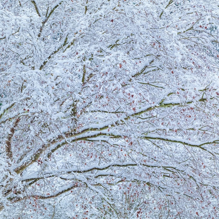 Picture of SNOW COVERED TREES II