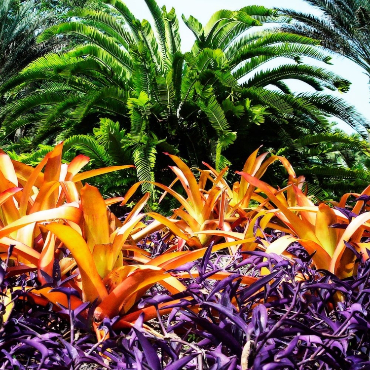 Picture of TROPICAL GARDEN I