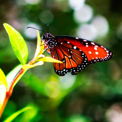 Picture of RESTING BUTTERFLY IV