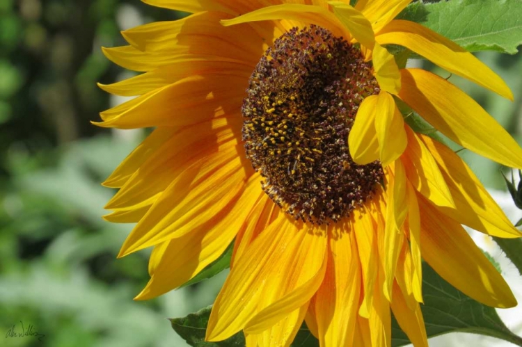 Picture of SUMMER SUNFLOWERS II