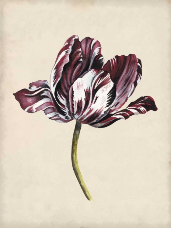 Picture of ANTIQUE TULIP STUDY I