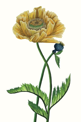 Picture of POPPY FLOWER I