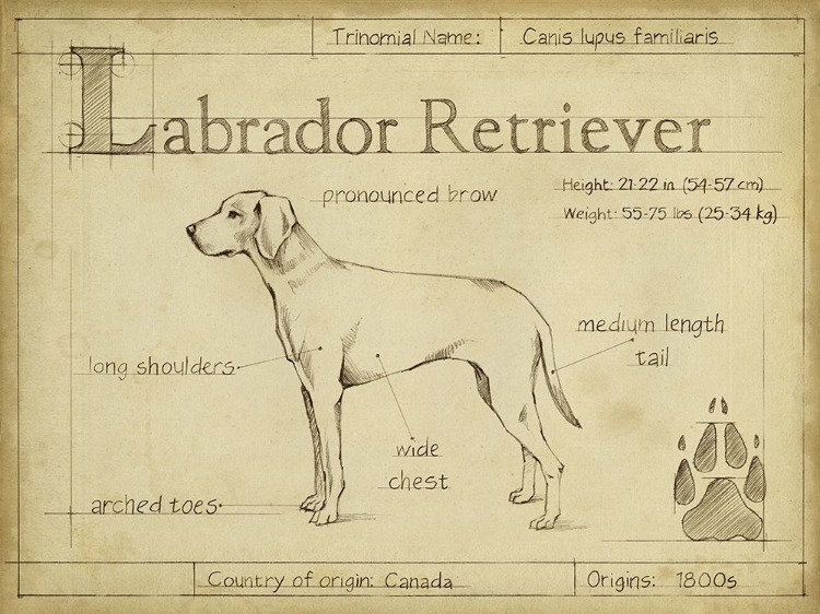 Picture of ANTIQUE LABRADOR RETRIEVER (ASH)