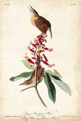 Picture of GREAT CAROLINA WREN