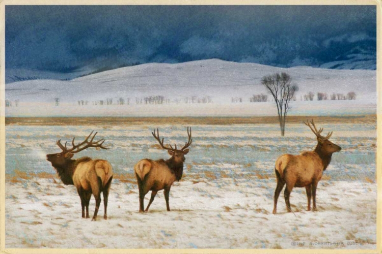 Picture of REFUGE ELK