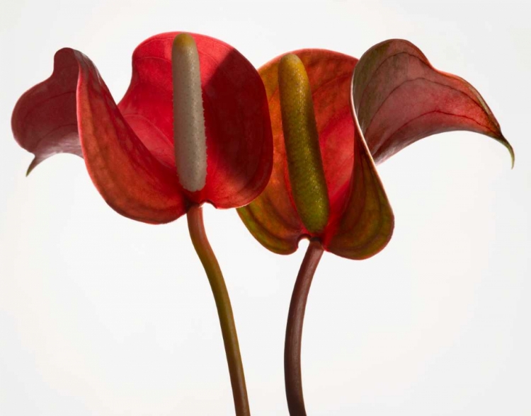 Picture of ANTHURIUM 1