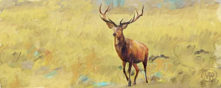 Picture of BEAU STAG