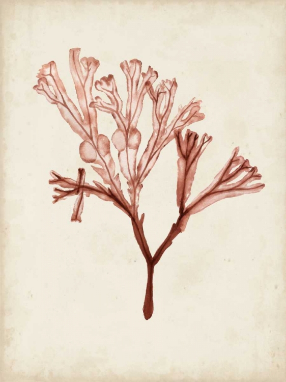 Picture of SEAWEED SPECIMENS V