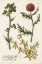 Picture of BOTANICAL VARIETIES II