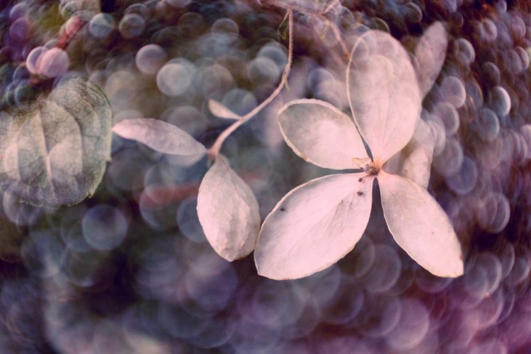 Picture of PURPLE HYDRANGEA