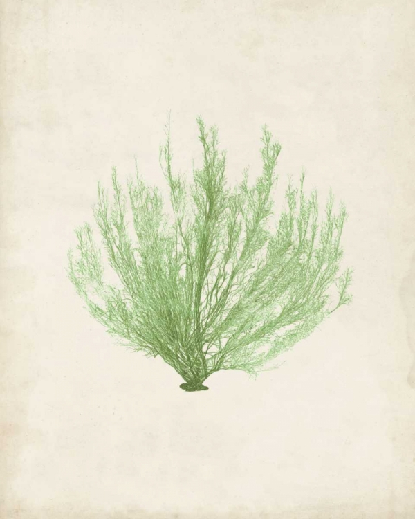 Picture of PERIDOT SEAWEED VI