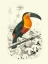 Picture of BIRDS OF COSTA RICA I