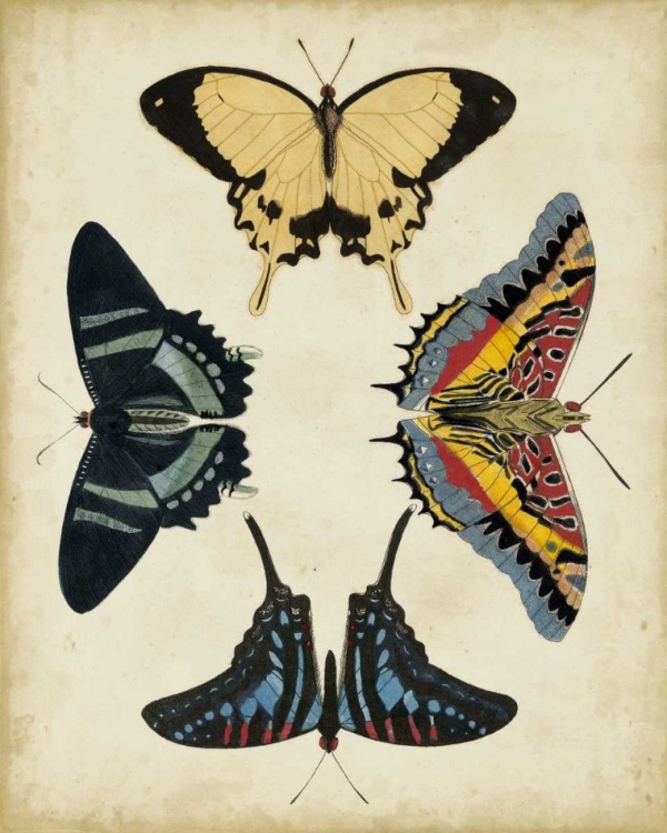 Picture of DISPLAY OF BUTTERFLIES III