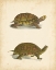 Picture of TURTLE DUO III