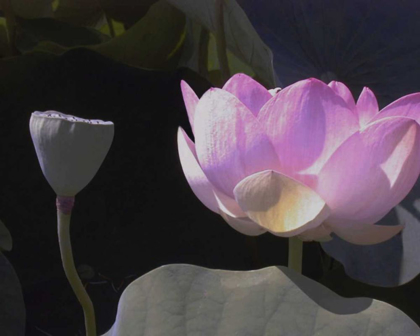 Picture of BLUSHING LOTUS III