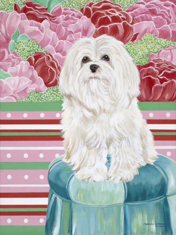 Picture of DELLA ROSE MALTESE