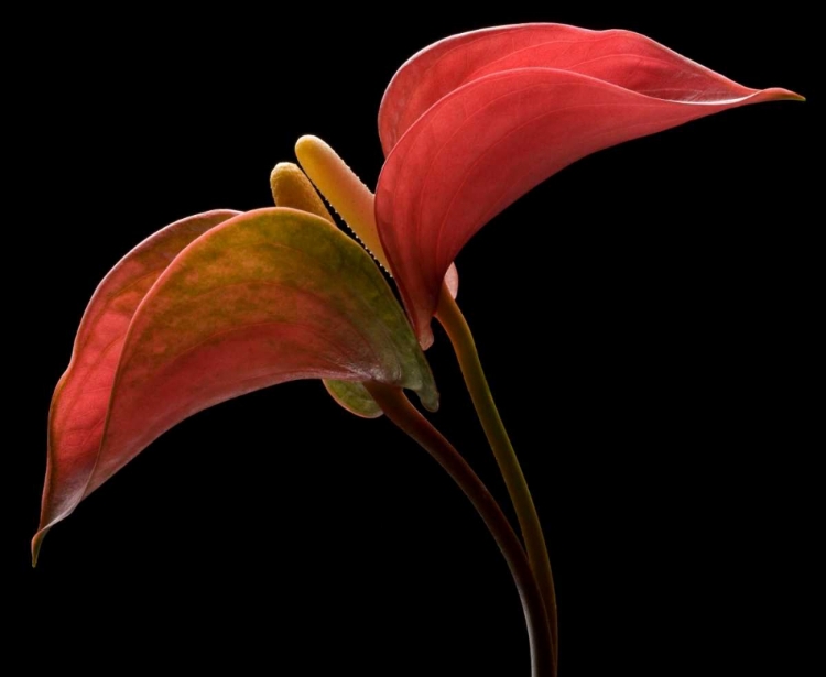 Picture of ANTHURIUM 2